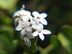 Stevia mandonii
