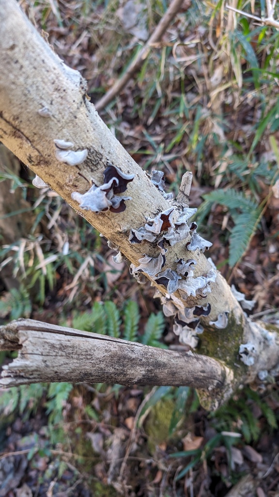 Auricularia polytricha · January 2024 · photo: © atsushi_nakajima_cirque (iNaturalist, cc-by)