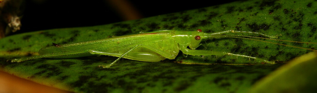 Phisis jinae