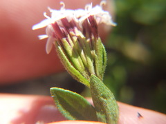 Stevia mandonii