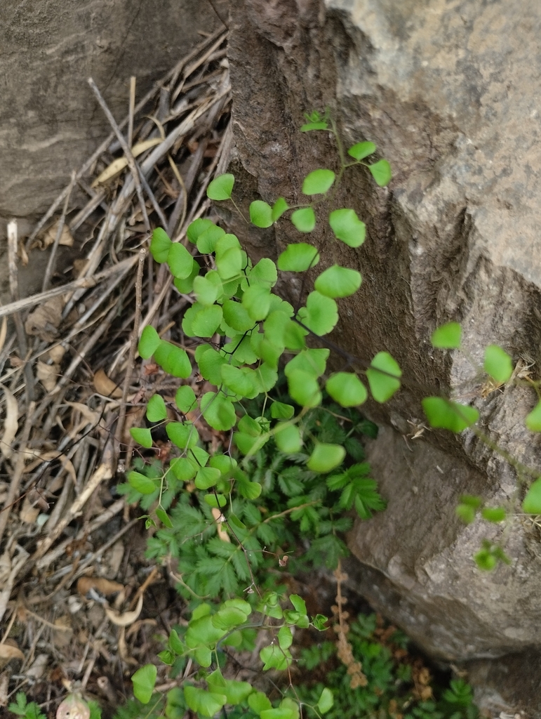 Adiantum camptorachis