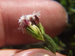 Stevia mandonii