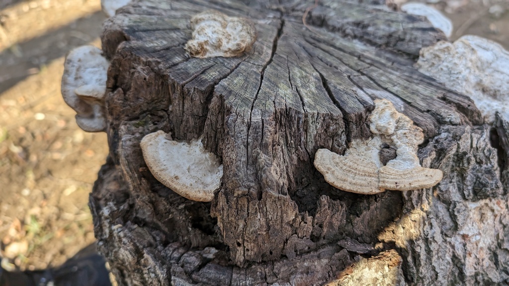 Fomitopsis dickinsii · January 2024 · photo: © atsushi_nakajima_cirque (iNaturalist, cc-by)