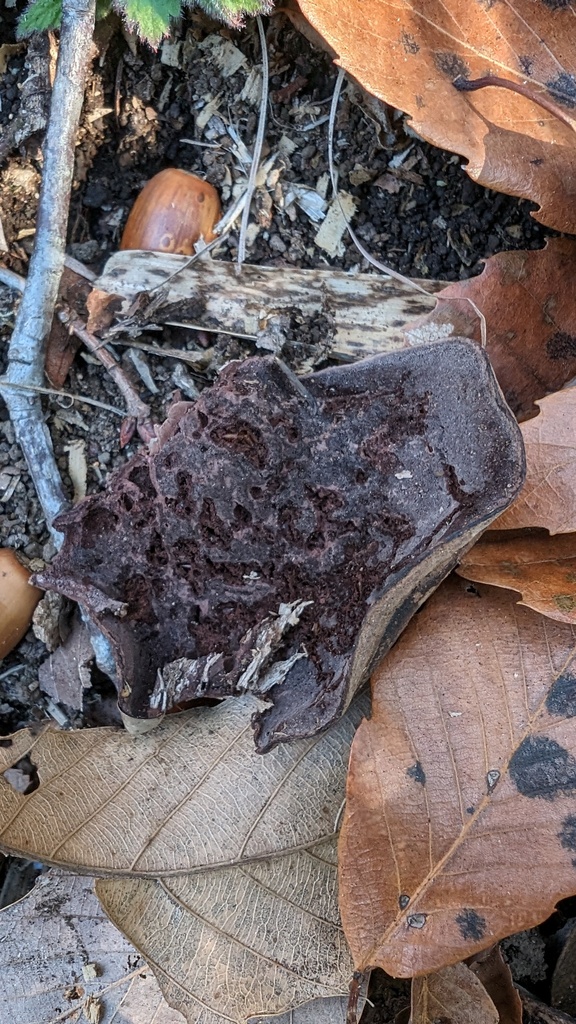 Nigroporus vinosus · January 2024 · photo: © atsushi_nakajima_cirque (iNaturalist, cc-by)