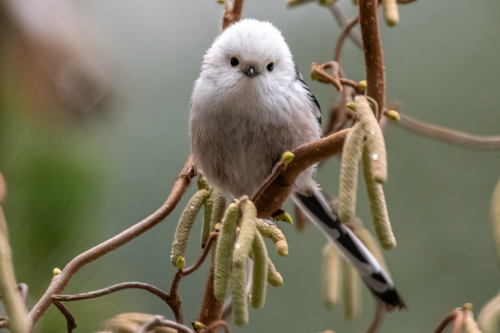 Mito común (Aegithalos caudatus)
