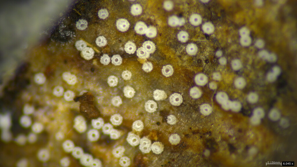 Henningsomyces candidus · January 2024 · photo: © atsushi_nakajima_cirque (iNaturalist, cc-by)