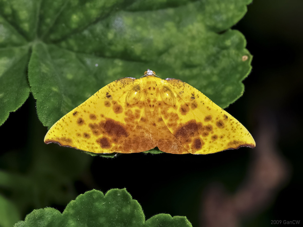 Corymica fulvimaculata
