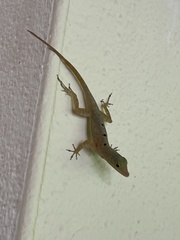 Banded Anole photo 5
