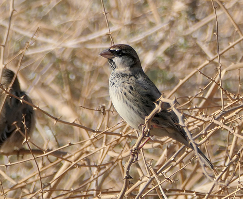 Spanish Sparrow