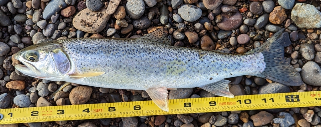 Coastal Cutthroat Trout From Monroe OR 97456 USA On January 7 2024   Large 