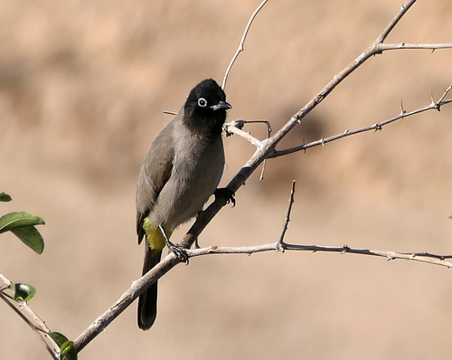 White-spectacled Bulbul