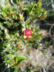 Diospyros scabrida cordata