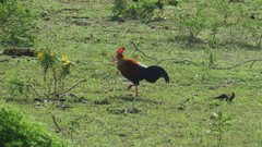 Gallus lafayettii