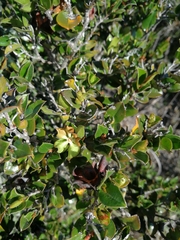 Diospyros scabrida cordata