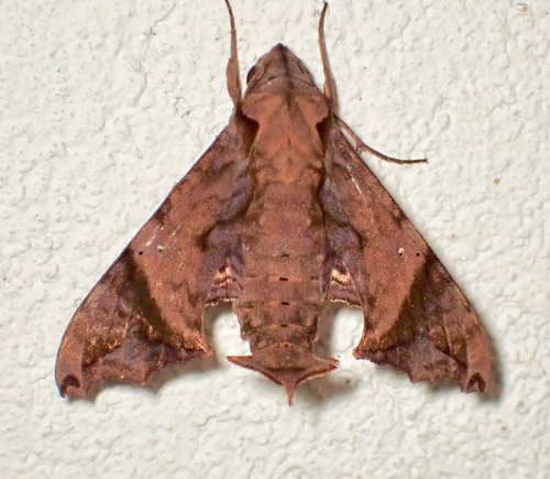 Nyceryx nictitans