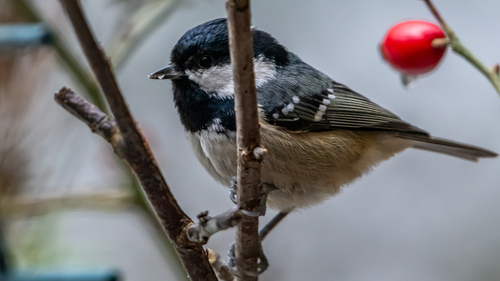 Carbonero garrapinos (Periparus ater)