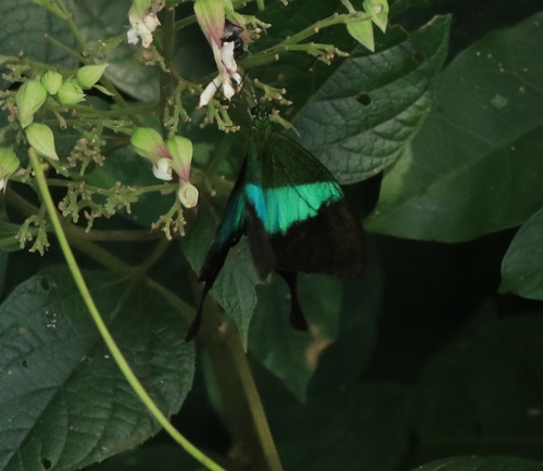 Photo of Malabar Banded Peacock Swallowtail (Papilio buddha)