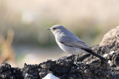 Blackstart