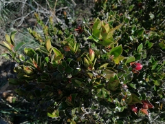 Diospyros scabrida cordata