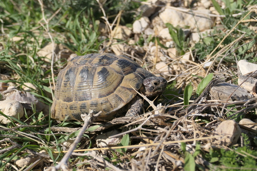Greek Tortoise