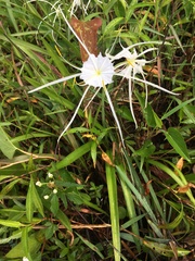 Hymenocallis duvalensis