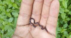 Indotyphlops braminus