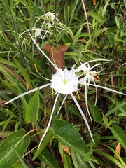 Hymenocallis duvalensis