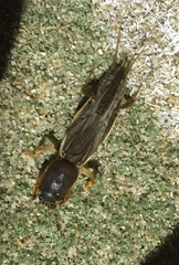 Gryllotalpa monanka