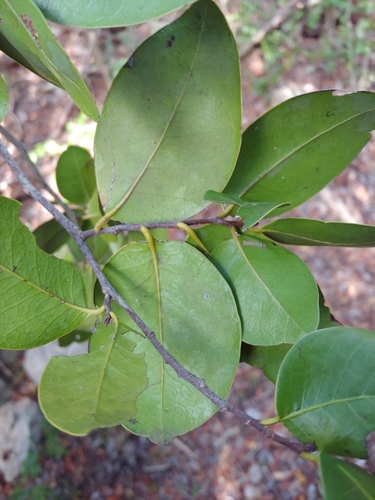 Ottoschulzia rhodoxylon