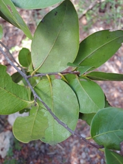 Ottoschulzia rhodoxylon
