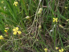 Raphanus raphanistrum landra