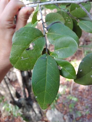 Ottoschulzia rhodoxylon, photograph 2