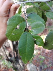 Ottoschulzia rhodoxylon, photograph (c) Kurt Miller, some rights reserved (CC BY-SA)