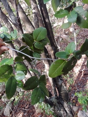 Ottoschulzia rhodoxylon, photograph (c) Kurt Miller, some rights reserved (CC BY-SA)