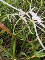 Hymenocallis duvalensis