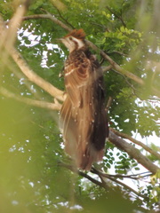 Dromococcyx phasianellus