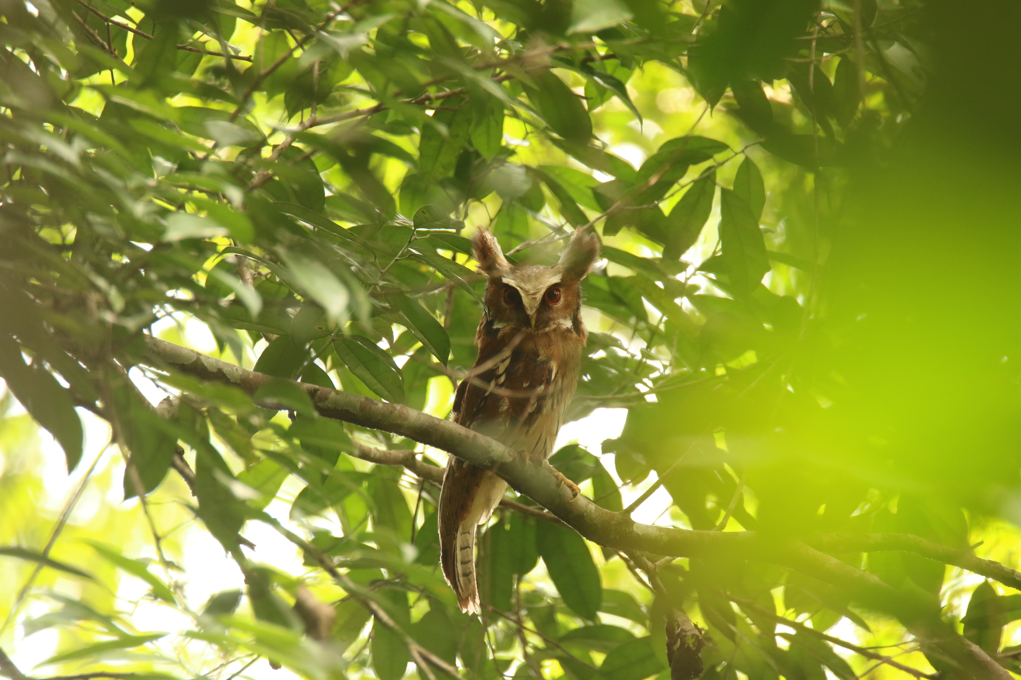 Maned Owl (Jubula lettii), photo 1