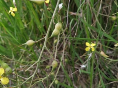 Raphanus raphanistrum landra