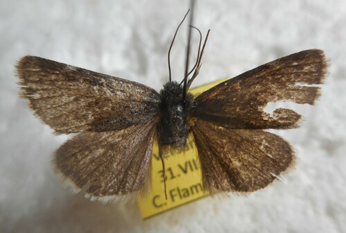 Sympistis nigrita Boisduval, 1840