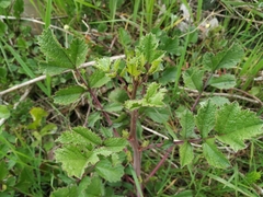 Raphanus raphanistrum landra