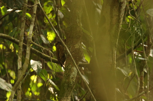 iNaturalist image