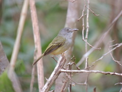 Oncostoma cinereigulare