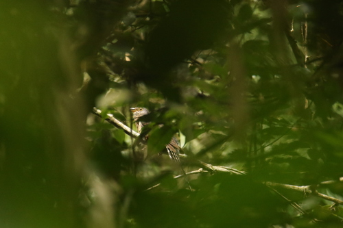 iNaturalist image