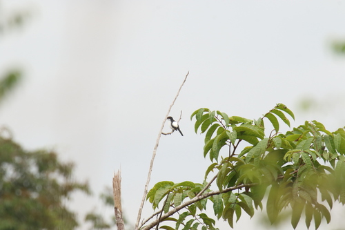 iNaturalist image