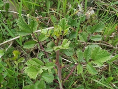 Raphanus raphanistrum landra