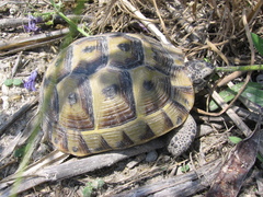Testudo graeca ibera