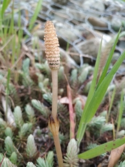 Equisetum arvense