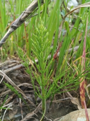 Equisetum arvense