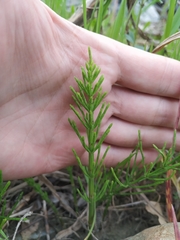 Equisetum arvense