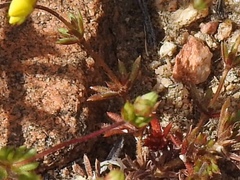 Leptosiphon chrysanthus